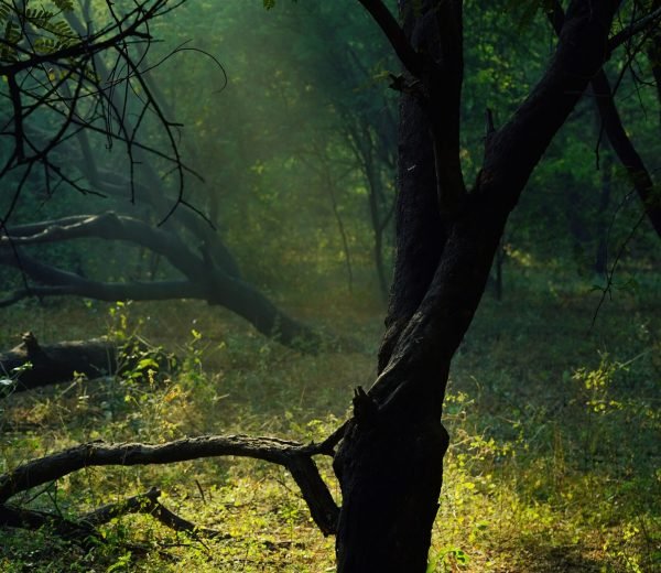 Sunlight filtering through leaves illuminates a tranquil forest scene with lush greenery.